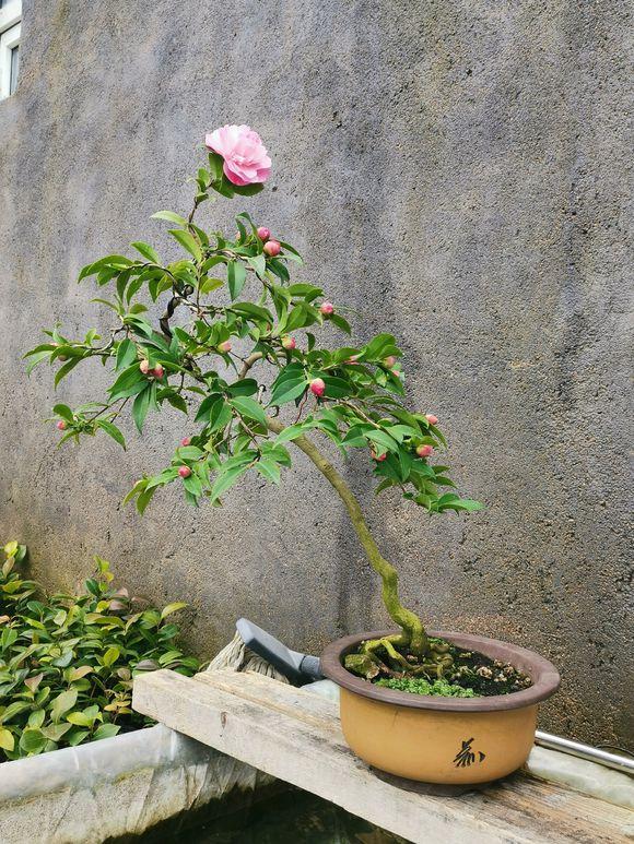 茶花枝脆萌芽力弱，但掌握这些方法，做成盆景不难