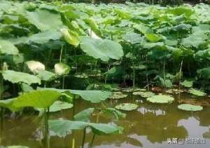 藕田养殖泥鳅(藕-鳅-蛙综合生态养殖技术)