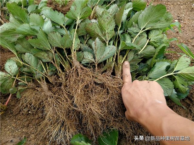 草莓界的新宠‘大叶宁玉草莓苗’品种，果实硬耐运输口感香甜