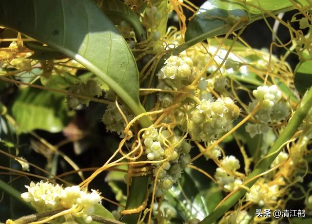 “缠缠绵绵”的菟丝子，让人憎恨的寄生植物，善利用其实是个宝