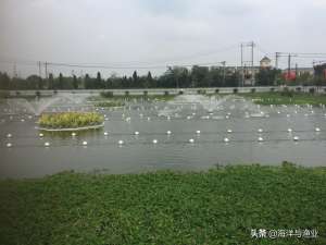 空心菜鱼塘种植技术(农业农村部主推的 淡水池塘养殖尾水生态化综合治理技术)