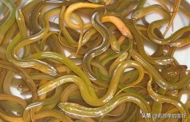 黄鳝养殖的利润分析：每亩收入8-10万，你也可以做到