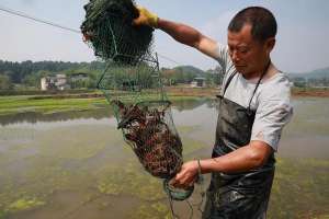 四川小龙虾养殖1000万(简阳小龙虾养殖规模已达15万余亩 小龙虾带动大产业)