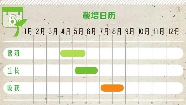 盆里莫名其妙长出来两株毛豆来，原来栽种毛豆如此简单