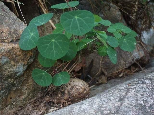 常见的绿植见腻了，养一盆山乌龟，听都没听过样子更特别