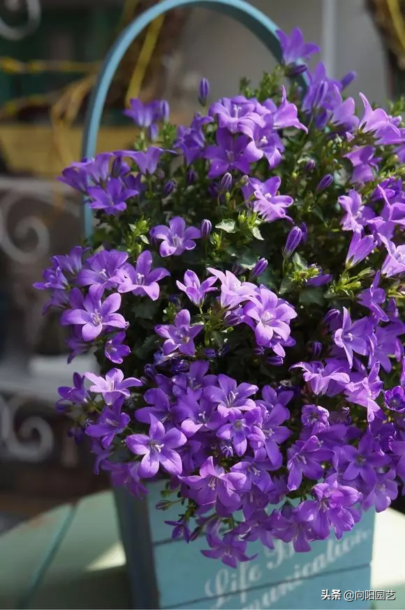 冬季养这种花，名叫“丹麦风铃花”，花量巨多，朋友看了都喜欢