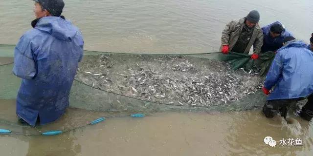 水花育苗系统流程及饲养实用方法