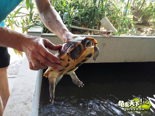 石金钱龟的未来及价值