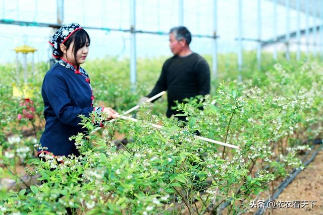 种植蓝莓效益虽高，但若忽视前期的3个关键选择，很难把蓝莓种好