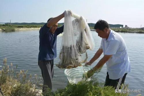 海洋捕捞逐年减少 渔业养殖风生水起