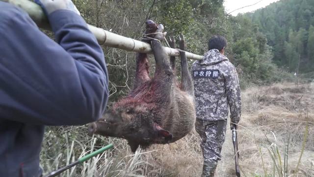 中国野猪的好日子到头了？河南信阳野猪泛滥，“打猪”政策被批准