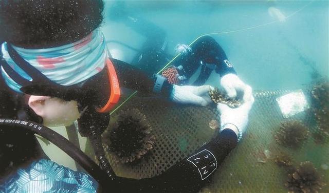 耕海牧鱼种珊瑚！深圳首个国家级海洋牧场年底开建