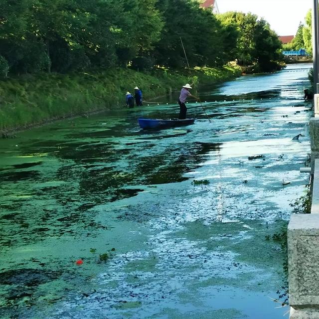 金山漕泾河道治理：“牛皮癣”不再，浮床点缀美