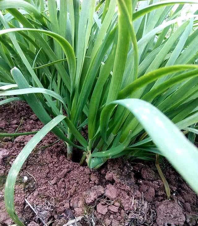 阳台种韭菜，越养越细？赶快用上这几招，根根壮，像小葱一样