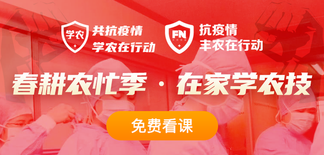 金银花如何定植？多久可以开花？如何剪枝定型？从5方面来介绍