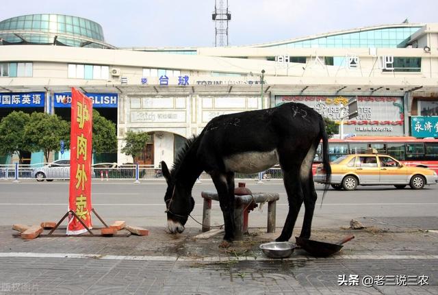 辽宁一村支书，养肉驴30年，一年卖出18万，带领150户农民致富