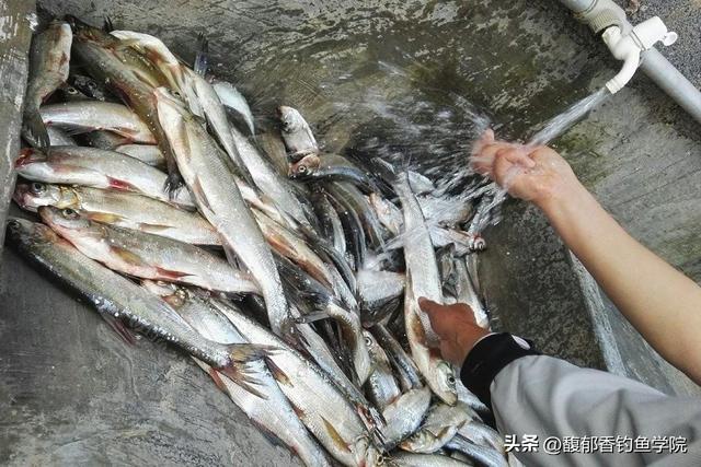 深秋钓翘嘴的鱼饵配方，最佳窝料和钓饵推荐