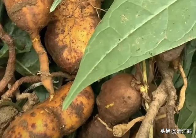 人称“金果榄”的带“金”植物，种植有“钱”途，4步骤教你育苗