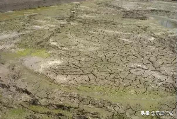 详解水产养殖的清塘环节