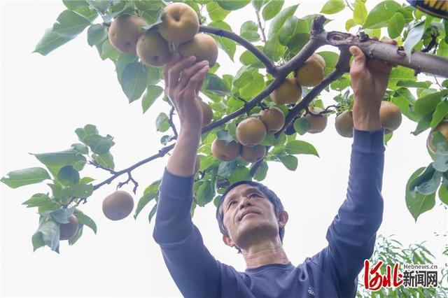 河北迁西：特色种植助农增收