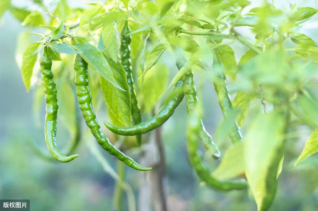 餐桌上的必备品辣椒，正确的种植方法你了解吗？不会的来看看