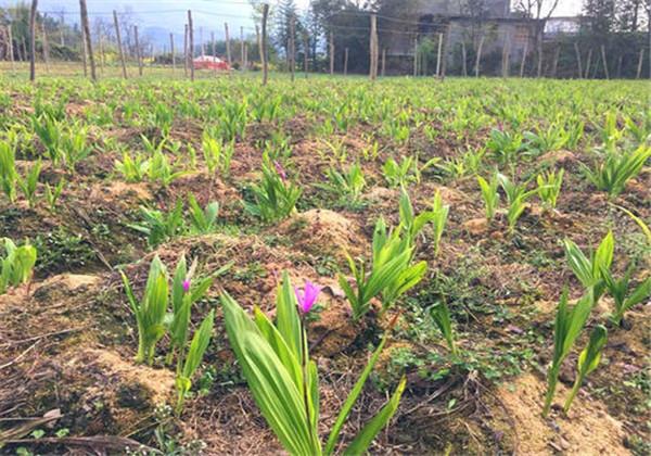 稀缺的名贵药材白芨，种植培育方法快拿小本子记下来