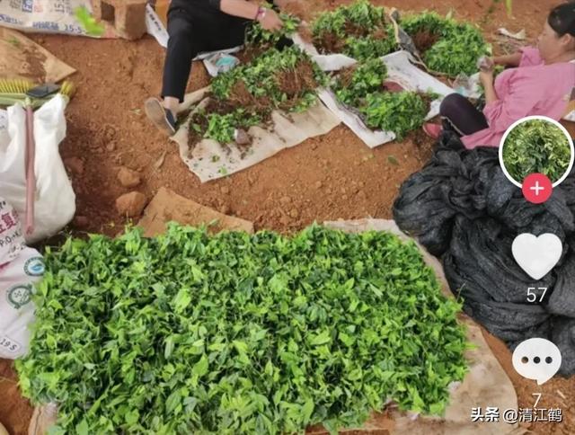 人称“金果榄”的带“金”植物，种植有“钱”途，4步骤教你育苗