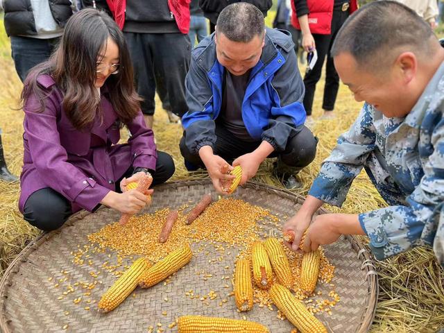 汉滨区紫荆镇举行2023年油稻蜜渔综合种养示范基地秋收秋种现场会活动