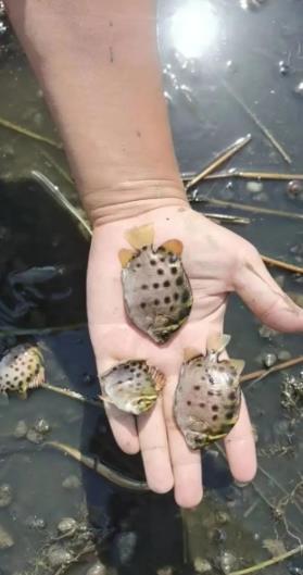 好消息！这条海水鱼人工繁育取得突破