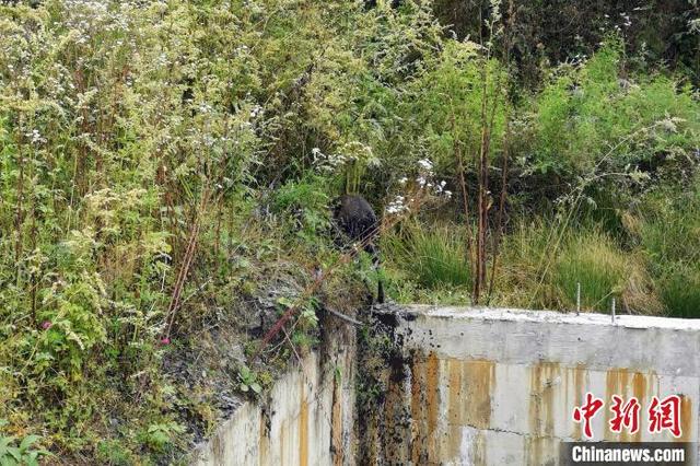 湖北五峰：野生毛冠鹿被困污水池 警民携手救助