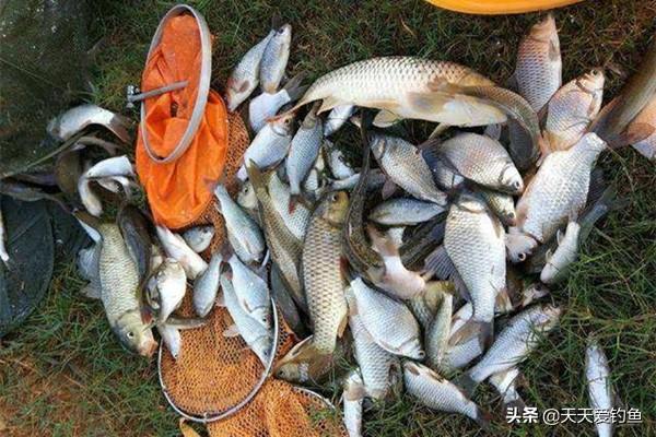 小鸡饲料的N种用法，完全不输商品饵，适合秋季使用，通杀鲫鲤青