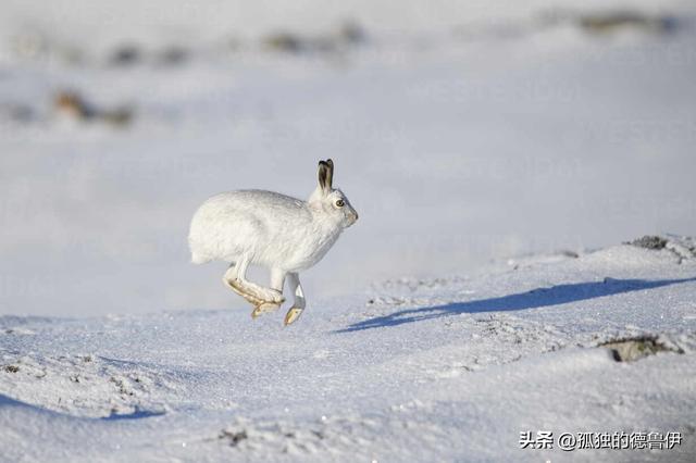 雪兔的神秘世界：在冰雪覆盖的高山中探寻生命奇迹