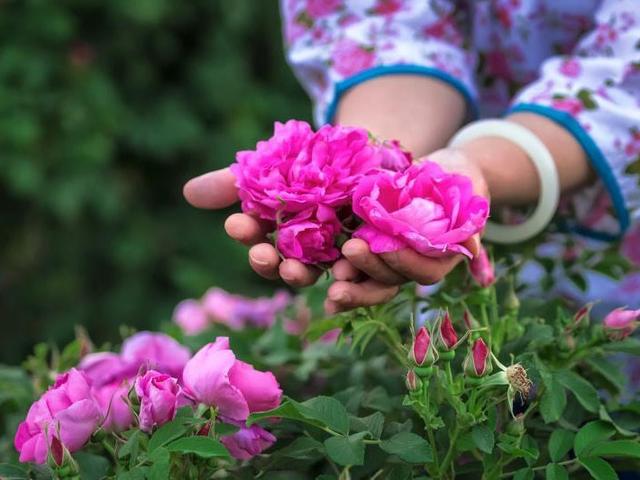 4种小盆栽，堪称家庭“小药箱”，摘叶子泡茶，小病小灾一扫光