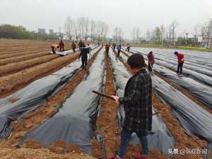 葛根种植前景怎么样(内乡县湍东镇大力发展葛根产业)