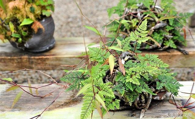 野外水沟中到处都是的几种野草，挖回家就能变成爆美盆栽！