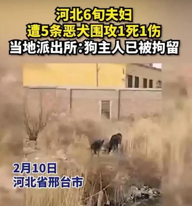 回顾 贵州老人山上晨练，被杜高犬一路跟随，最终被2只杜高犬撕碎