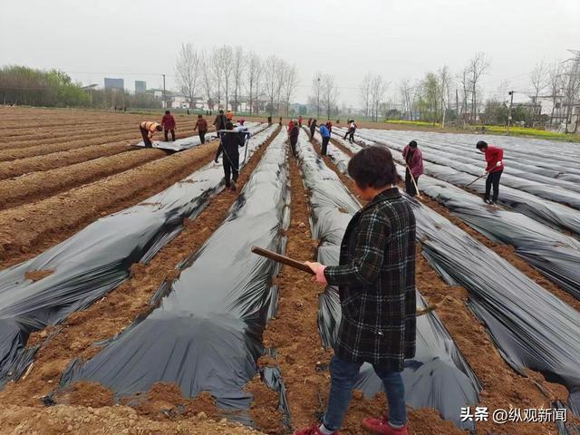 内乡县湍东镇大力发展葛根产业