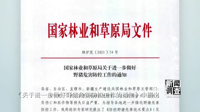 新闻调查丨野猪之治 如何维护生态系统动态平衡？