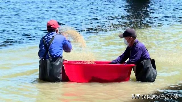 “蟹天蟹地”蟹来了：七里海河蟹“爬上”全国餐桌