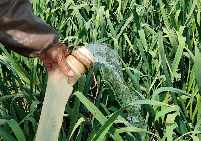 现代农业研究：河南早熟大蒜—长豇豆套种宜机化轻简化栽培模式