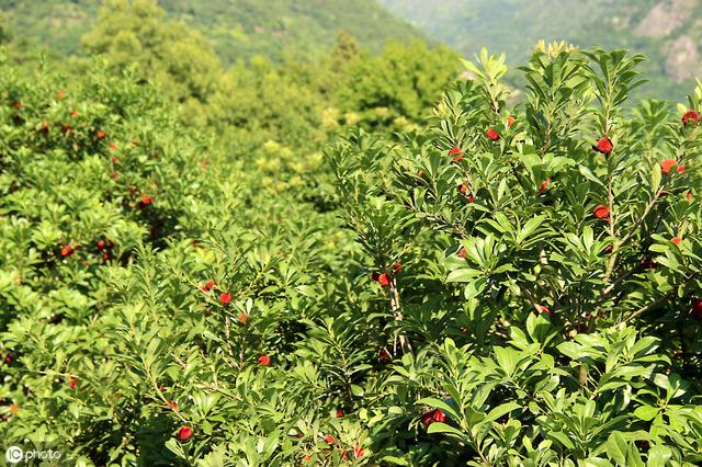 中国“杨梅王”大似乒乓球，种植要注意，挑选有技巧