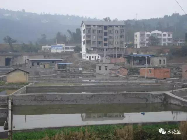 水花育苗系统流程及饲养实用方法