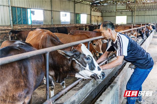 组图丨湖南东安：生态养殖助农增收