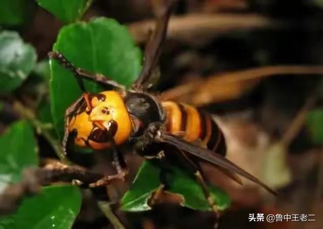 肆虐欧洲的中国大虎头蜂，在国内却被吃肉泡酒！虎头蜂：我太难了