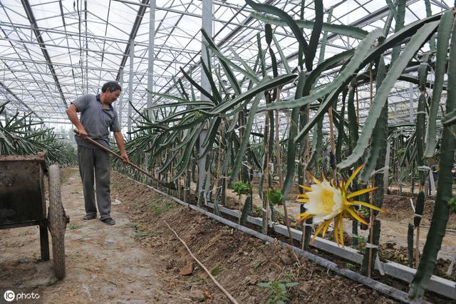 干货：从建园、育苗到果实成熟，火龙果这些栽培要点，你知道吗？