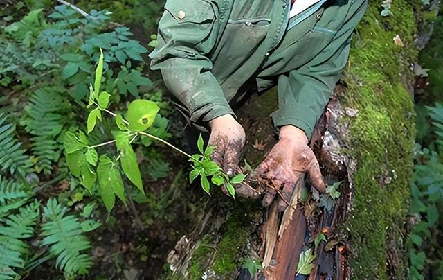 重磅曝光：长白山“守参蛇”真相揭秘！