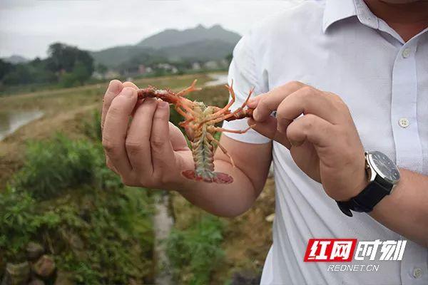 安化岳峰村：高山泉水养虾 脱贫路上玩起“虾子起拱”