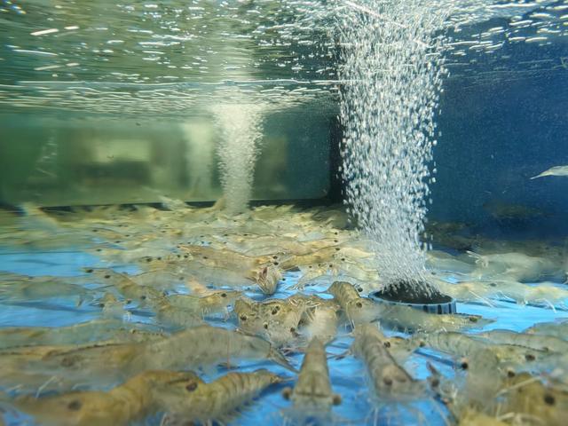 日本核污水阴影笼罩 重庆造“海”养虾或是门好生意