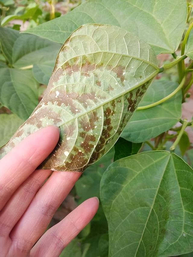 现代农业研究：河南早熟大蒜—长豇豆套种宜机化轻简化栽培模式