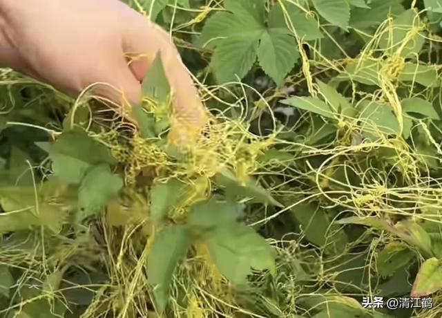 “缠缠绵绵”的菟丝子，让人憎恨的寄生植物，善利用其实是个宝